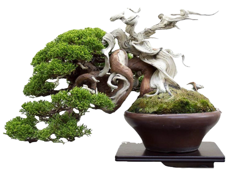 A small bonsai tree in a decorative pot sits on a wooden table